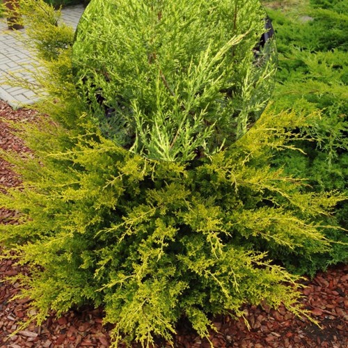 Juniperus chinensis 'Kuriwao Gold' - Hiina kadakas 'Kuriwao Gold' C1/1L
